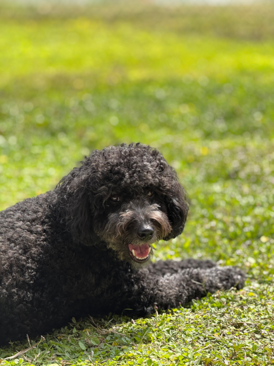 Mini Aussiedoodle