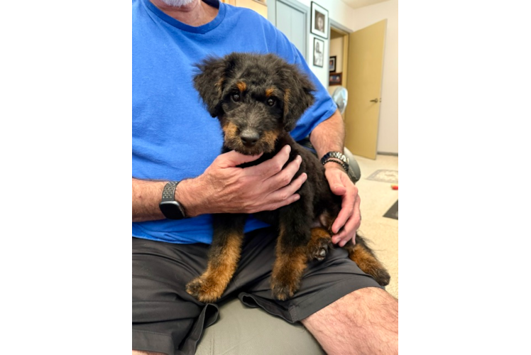 Mini Bernedoodle Pup Being Cute