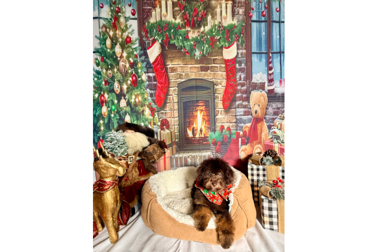 Adorable Caniche Purebred Puppy