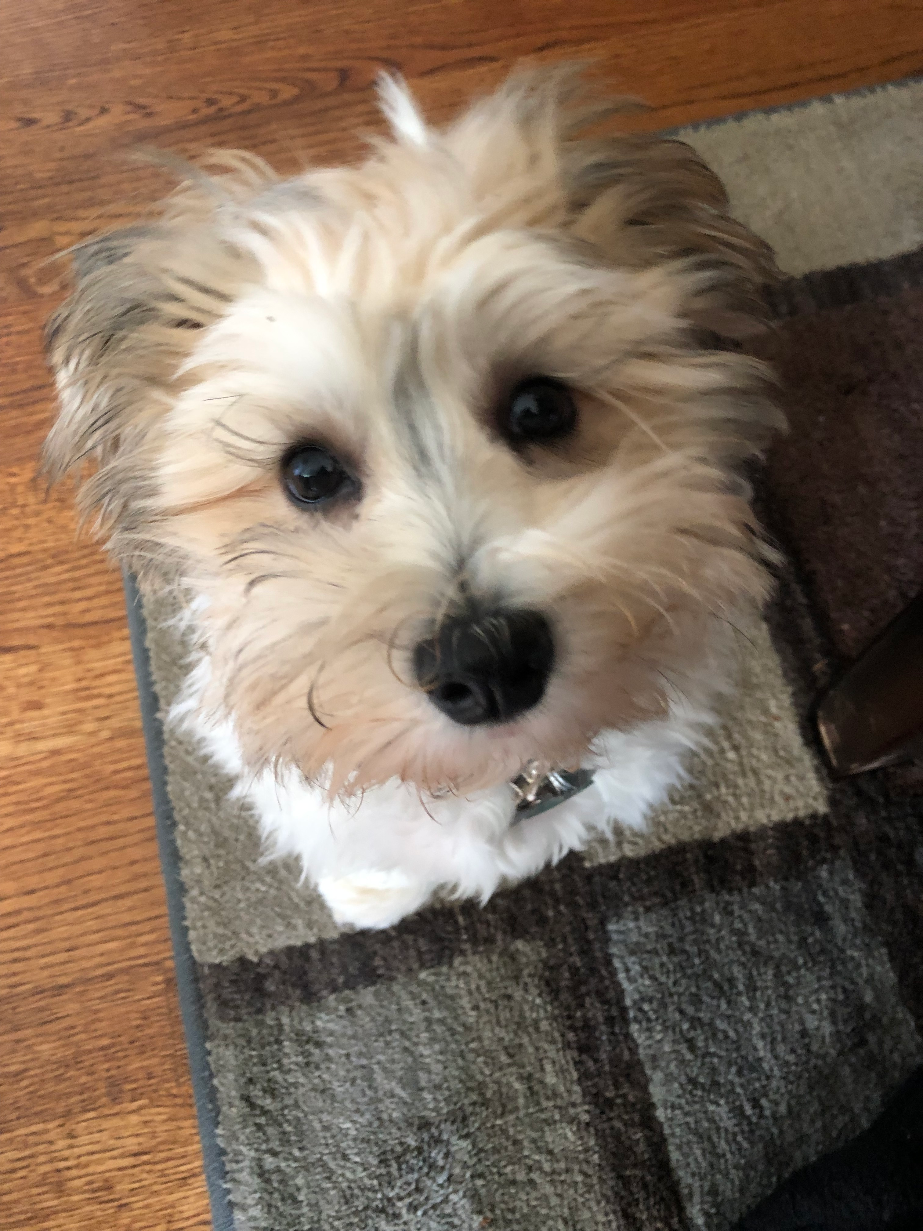 Havachon Pup Being Cute