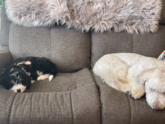 Mini Bernedoodle