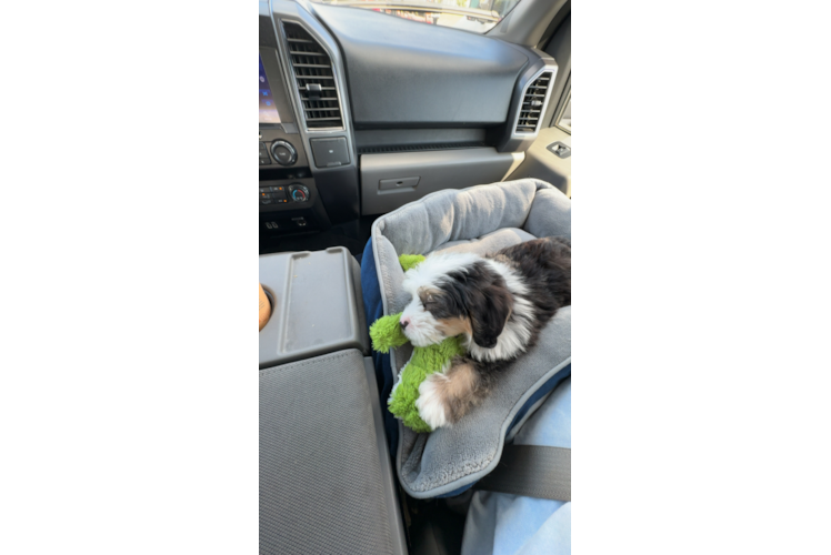 Mini Bernedoodle Pup Being Cute