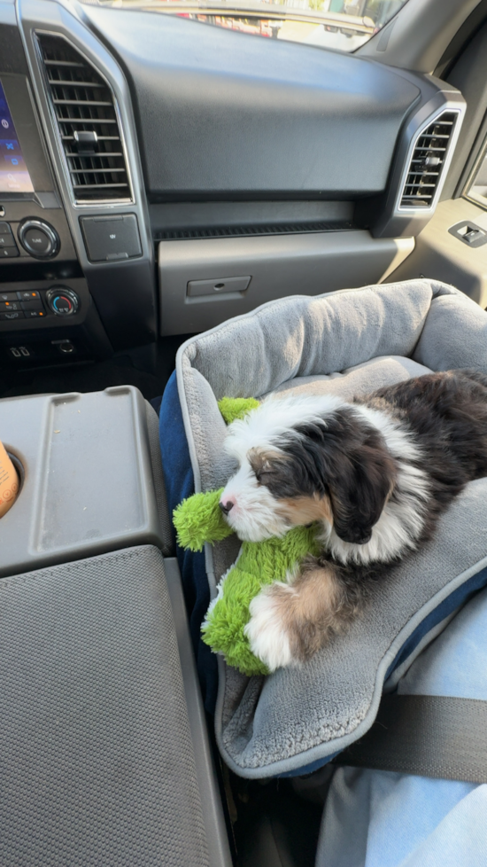 Mini Bernedoodle