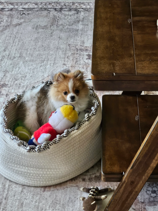 Pomeranian