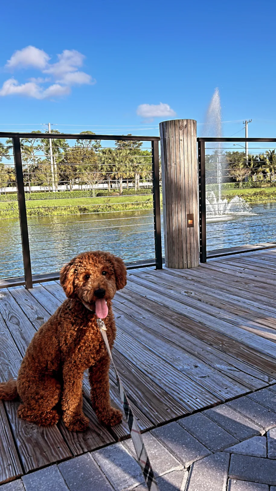Mini Goldendoodle