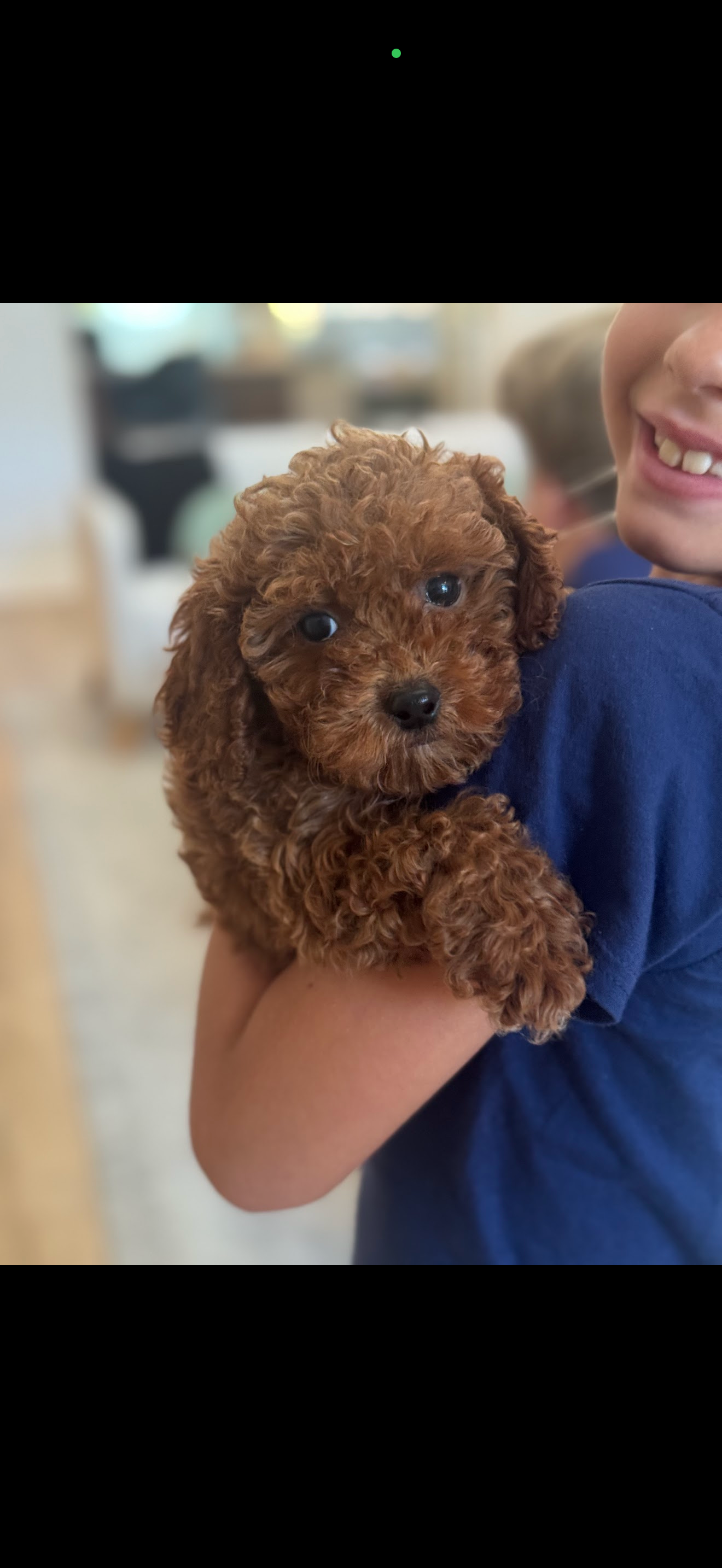 Best Cavapoo Baby