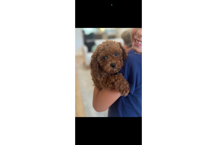 Best Cavapoo Baby