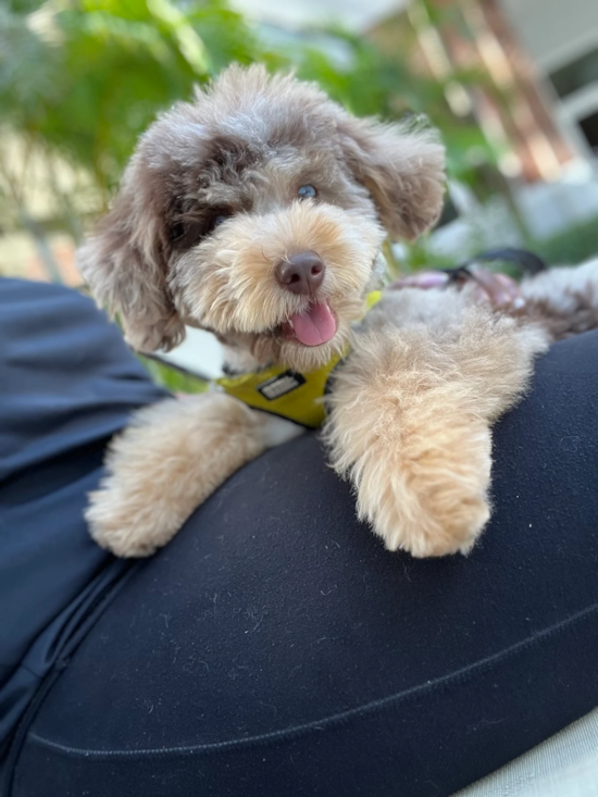 Poodle