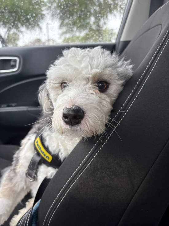 Mini Bernedoodle