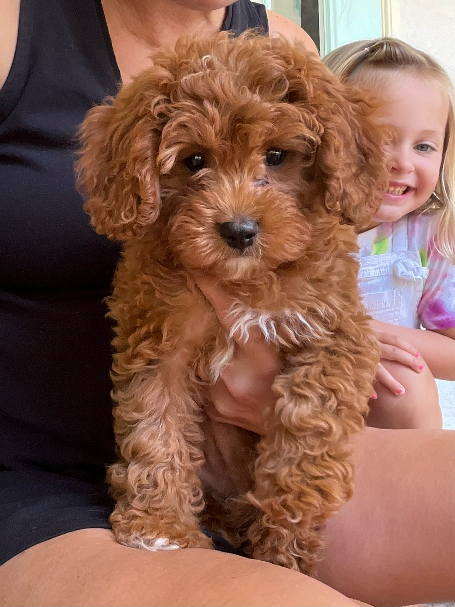 Cavapoo Puppy for Adoption