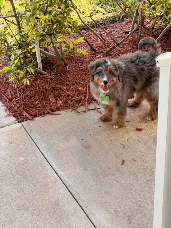 Mini Bernedoodle