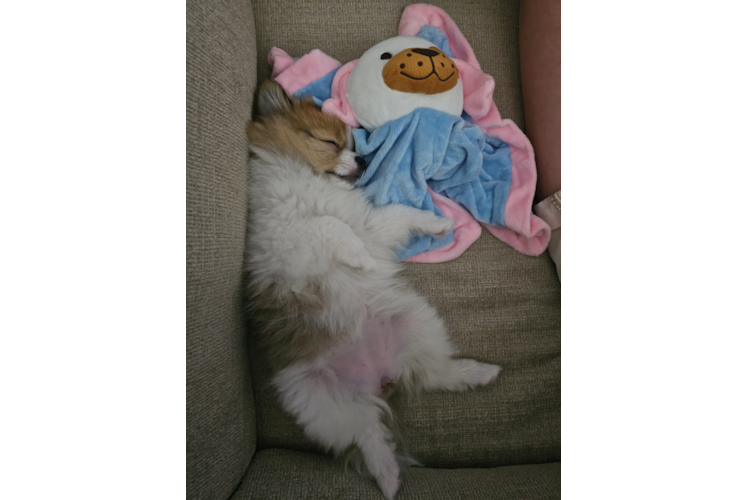 Happy Dwarf Spitz Purebred Puppy