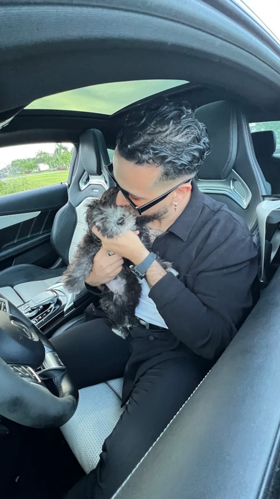 Maltipoo