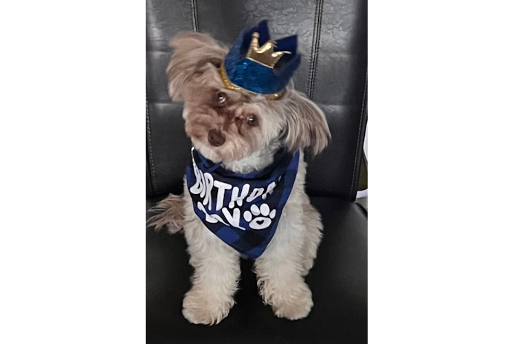 Mini Aussiedoodle Puppy for Adoption