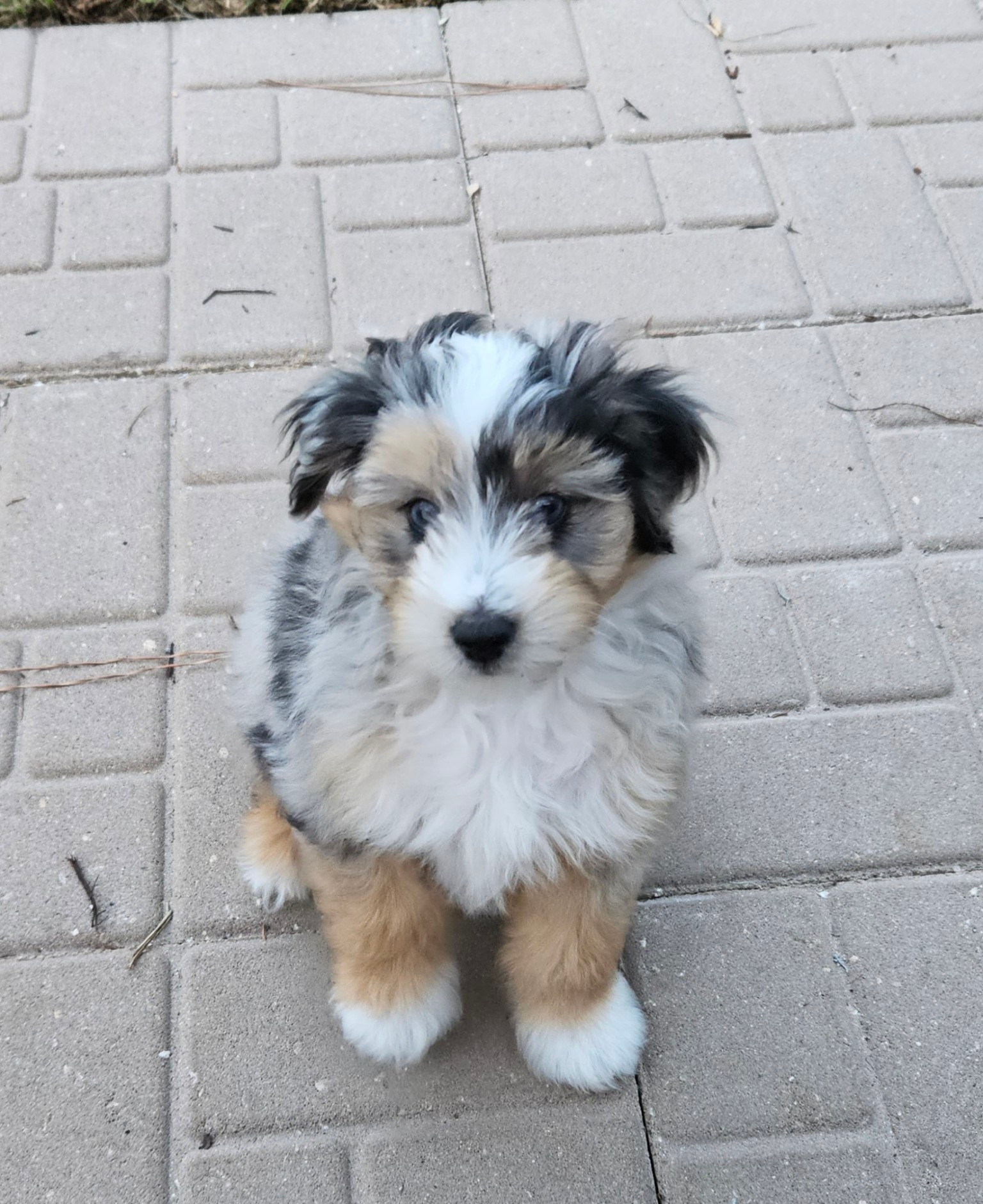 Mini Aussiedoodle Puppy for Adoption