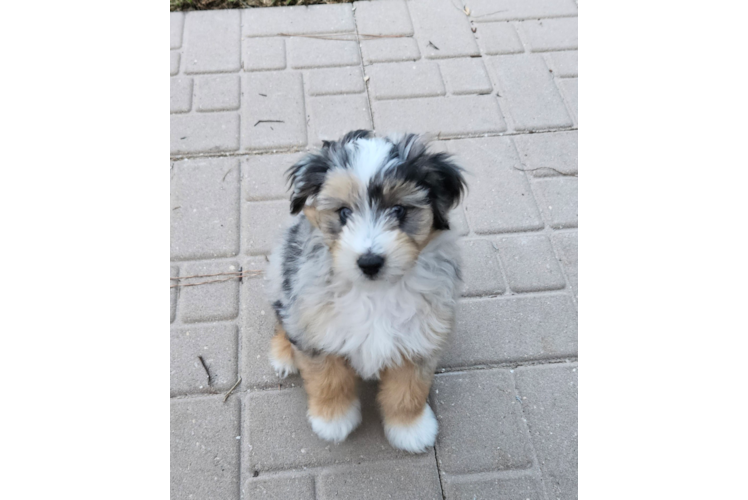 Mini Aussiedoodle Puppy for Adoption