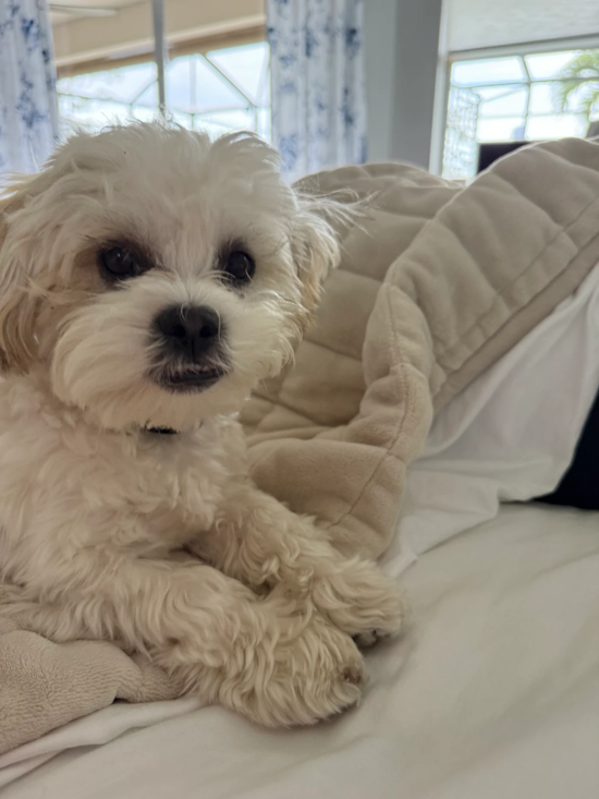 Teddy Bear