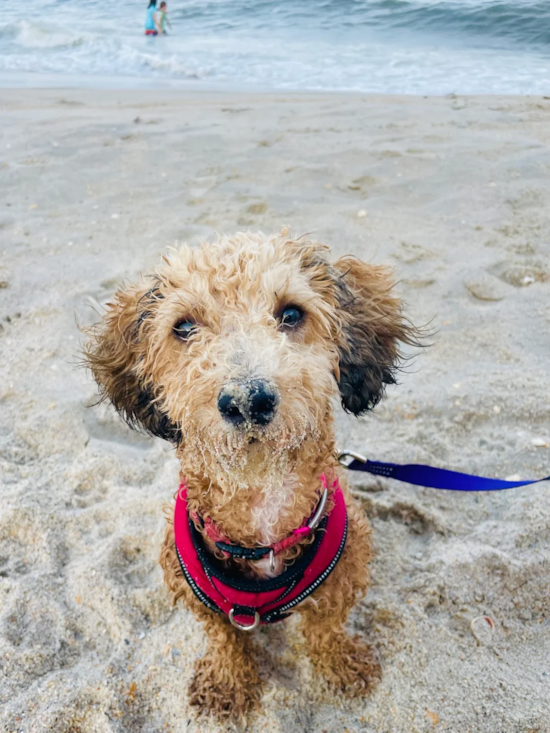 Poochon