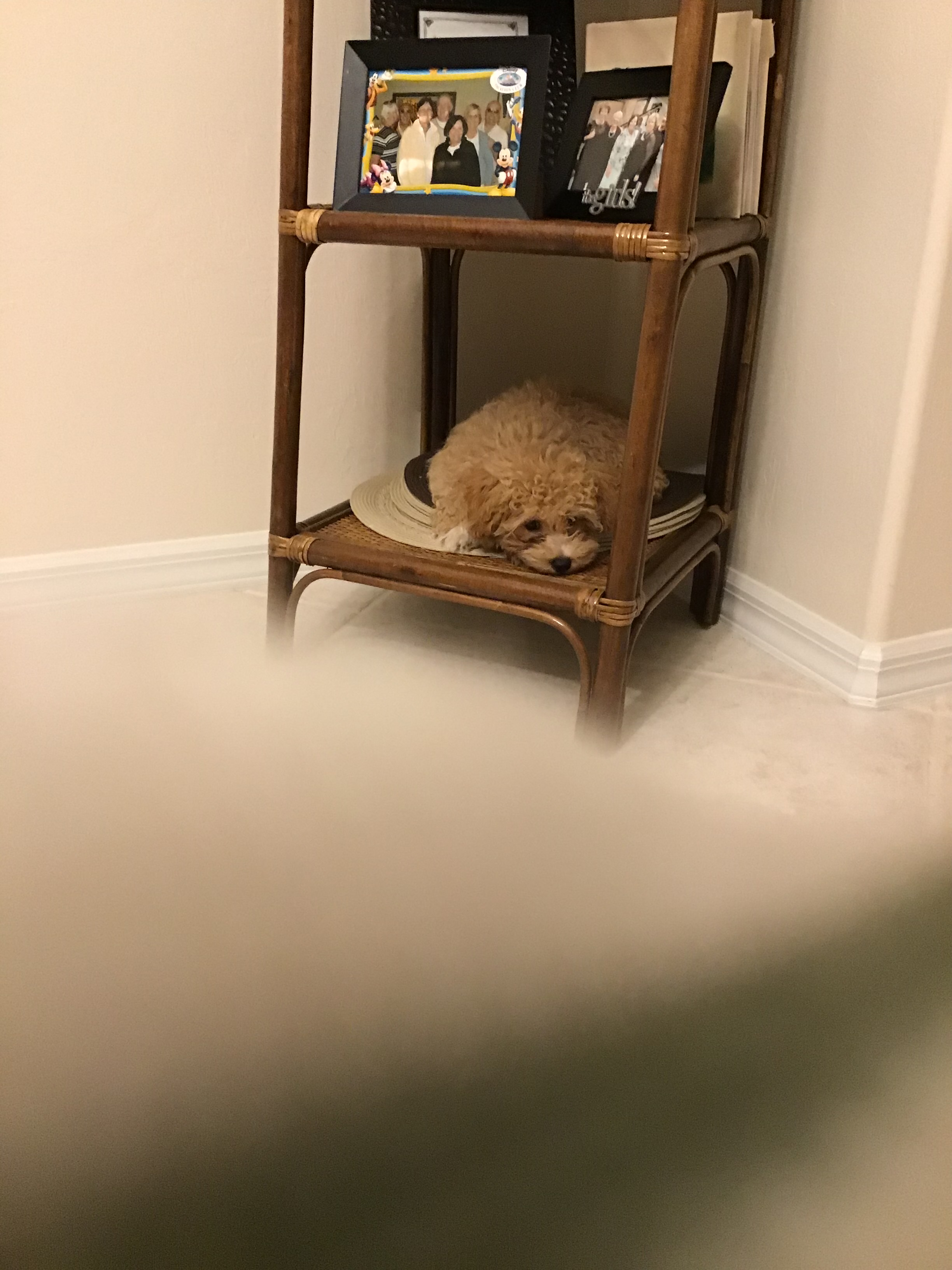 Maltipoo Pup Being Cute