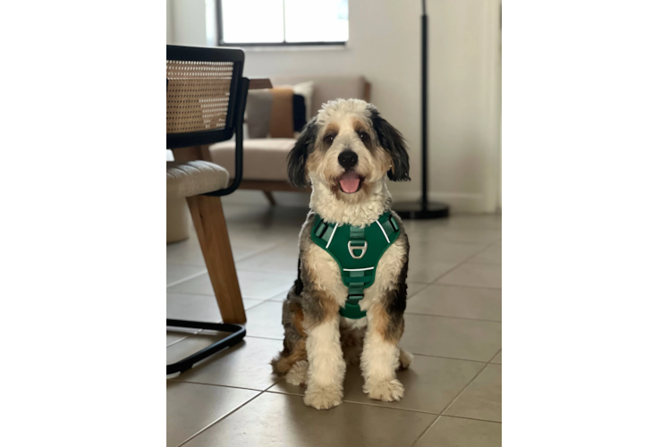 Little Mini Berniedoodle Poodle Mix Puppy