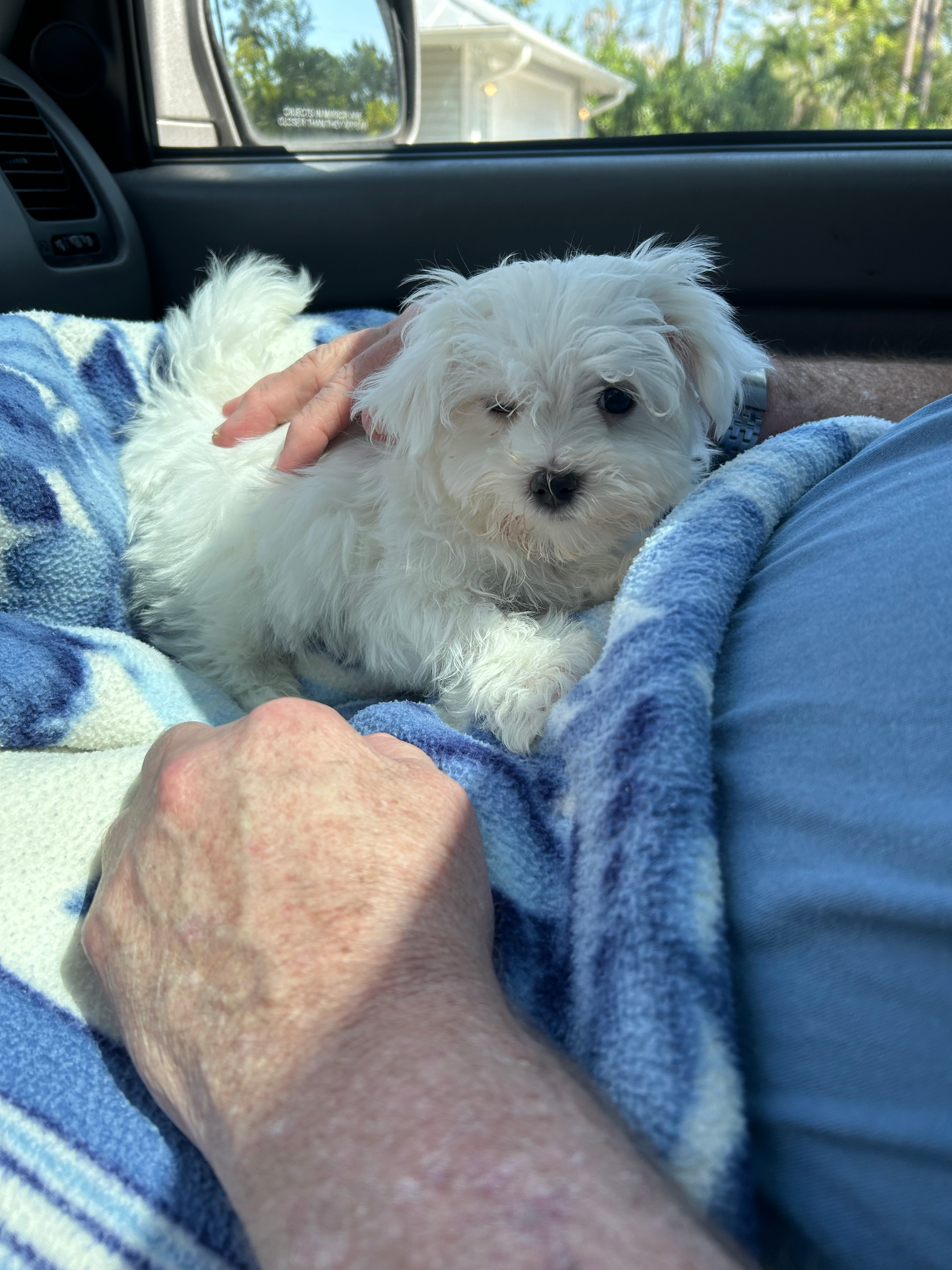 Adorable Maltese Purebred Puppy