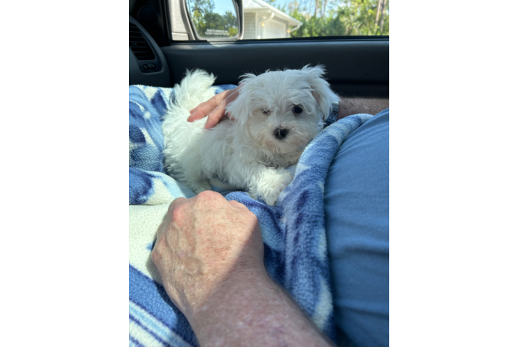Adorable Maltese Purebred Puppy