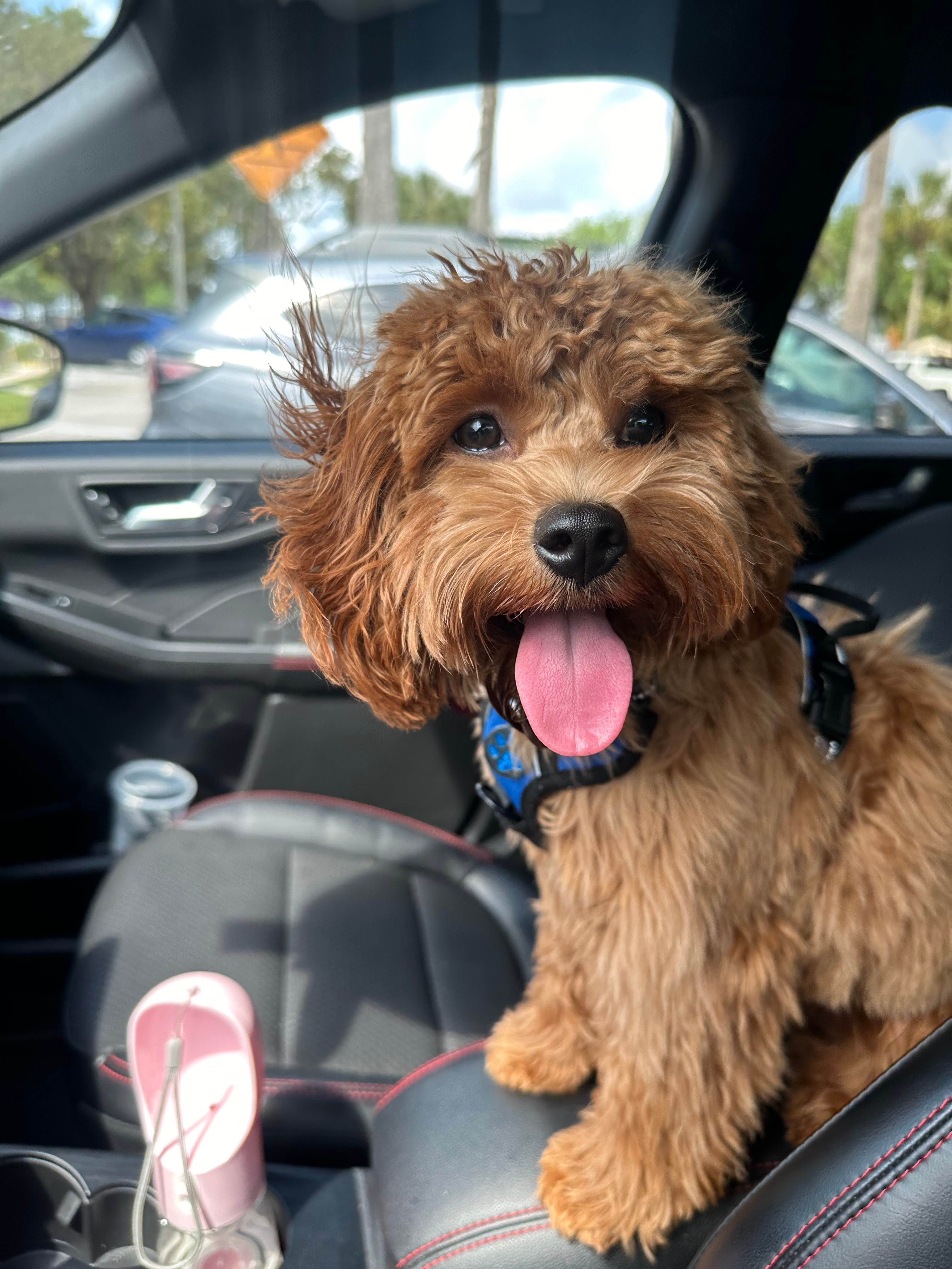 Best Cavapoo Baby