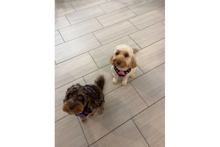Friendly Cockapoo Baby