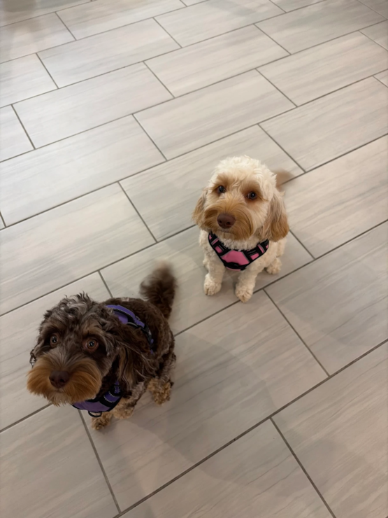 Patanga and Polly
