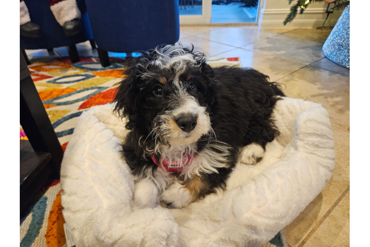 Cute Mini Bernadoodle Poodle Mix Puppy