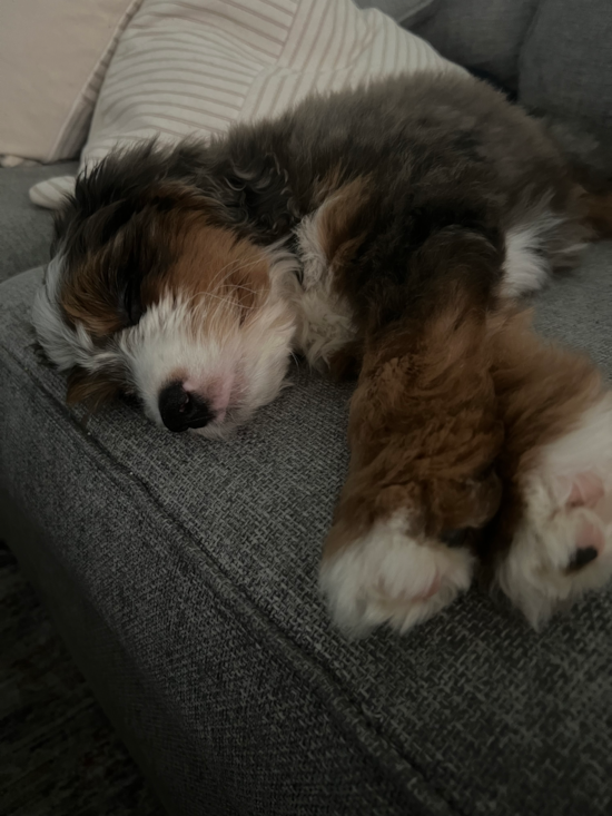 Mini Bernedoodle