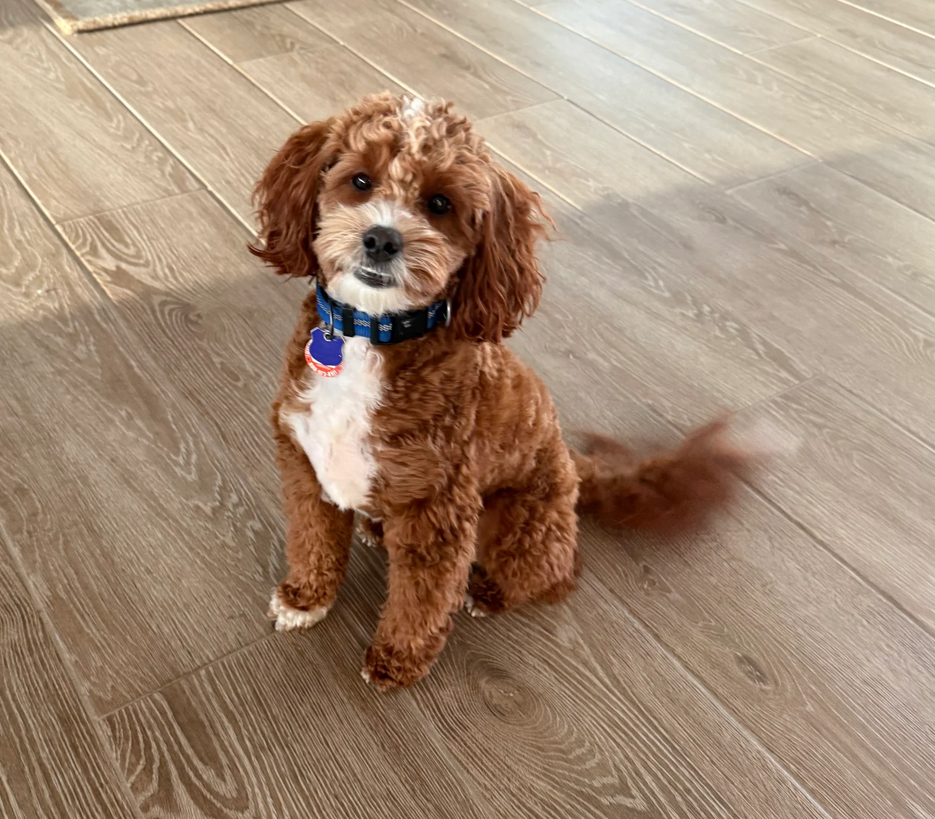 Cavapoo Puppy for Adoption
