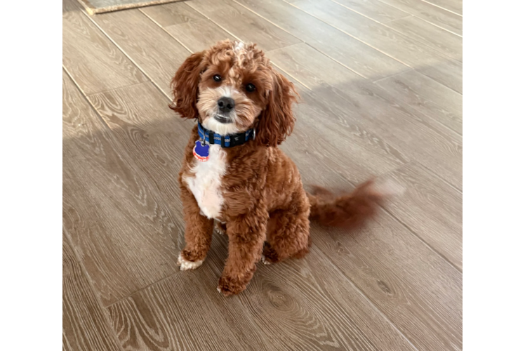 Cavapoo Puppy for Adoption