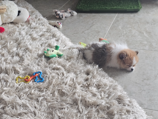 Pomeranian