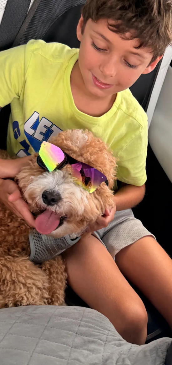 Mini Goldendoodle