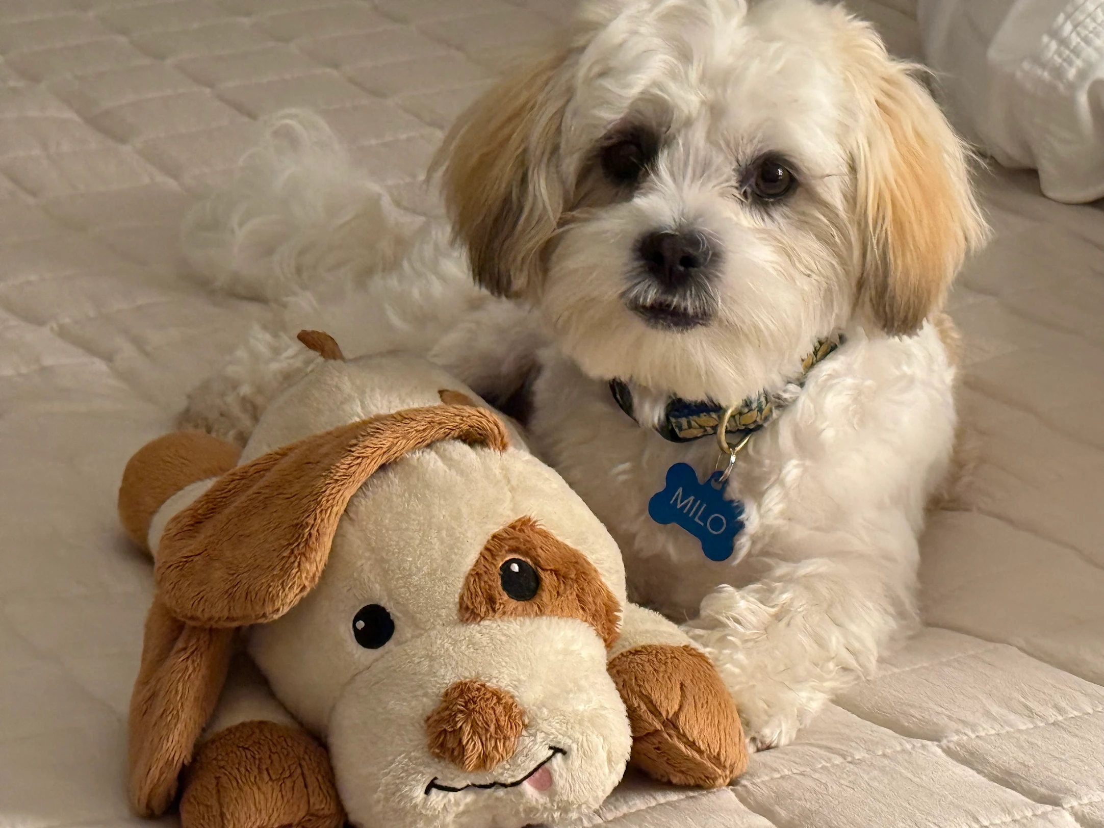 Teddy Bear Pup Being Cute