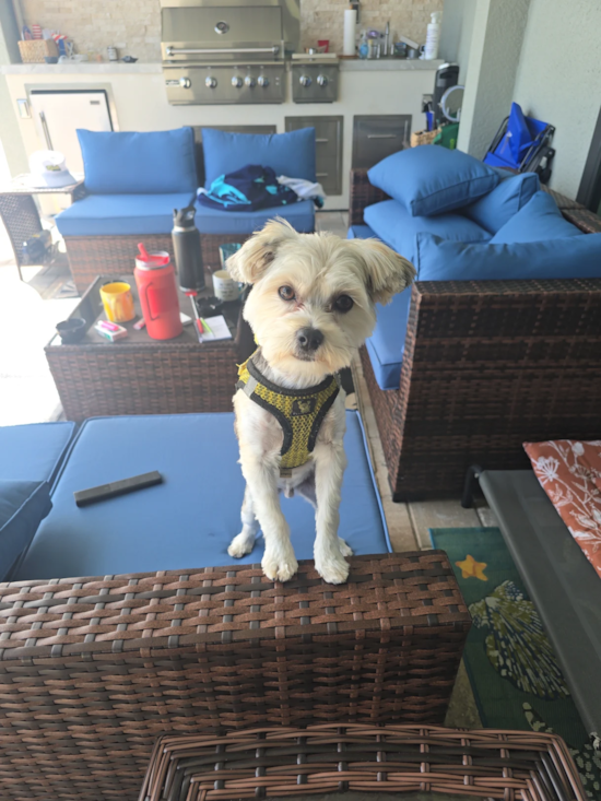 Morkie