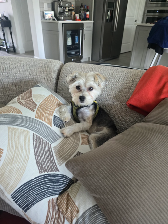 Morkie