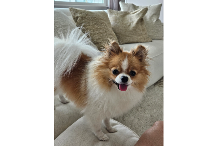 Happy Dwarf Spitz Purebred Puppy