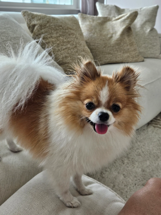 AMY