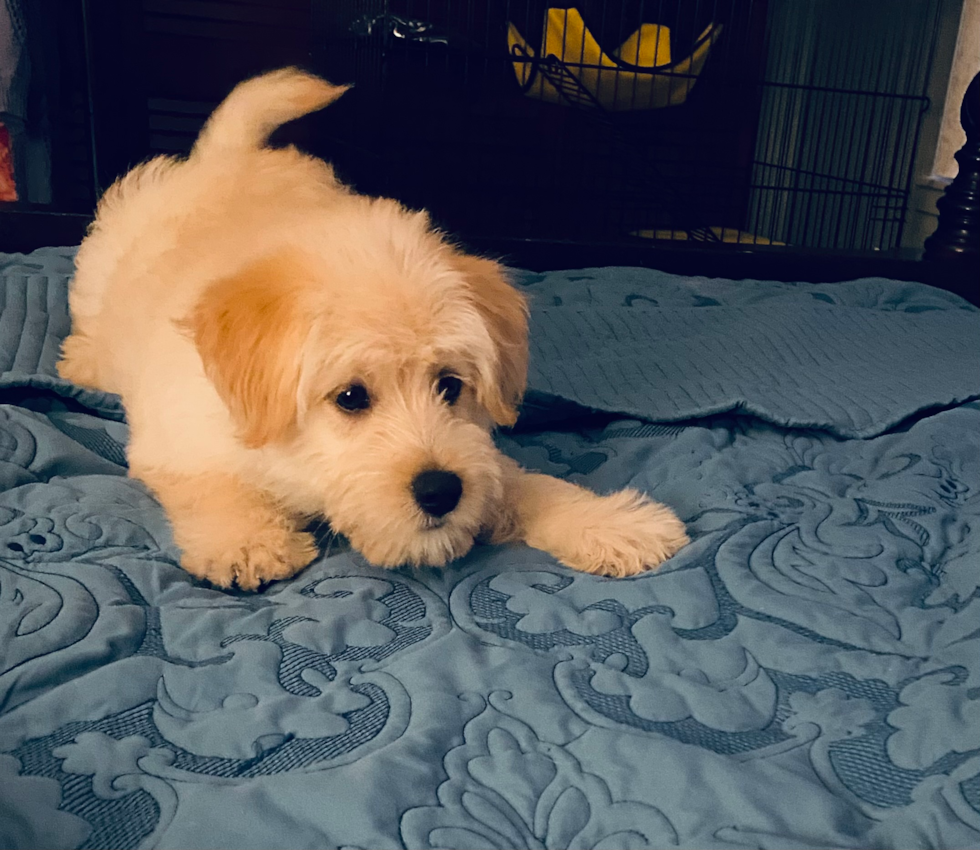 Funny Mini Pomskydoodle Poodle Mix Pup