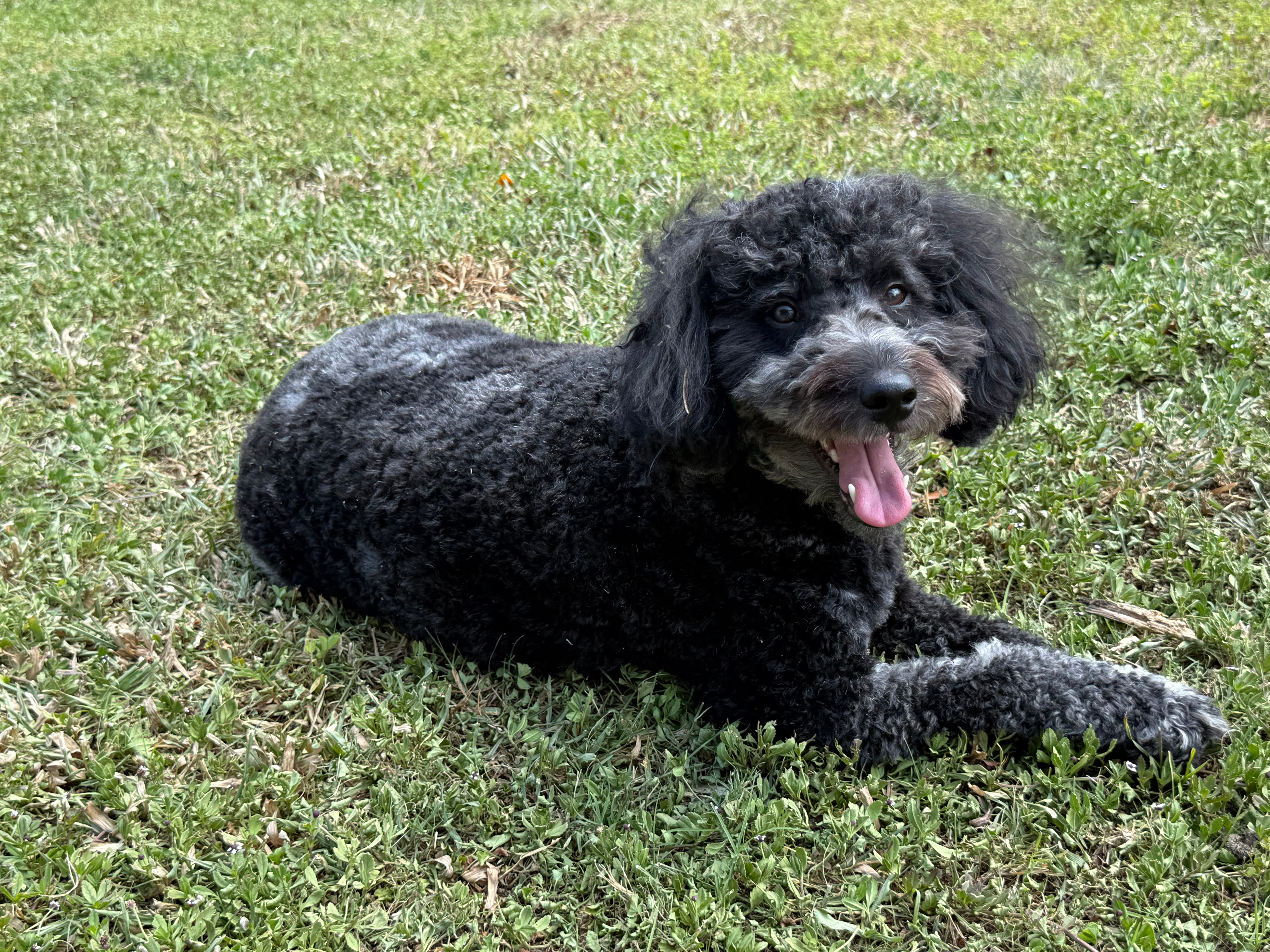 Best Mini Aussiedoodle Baby