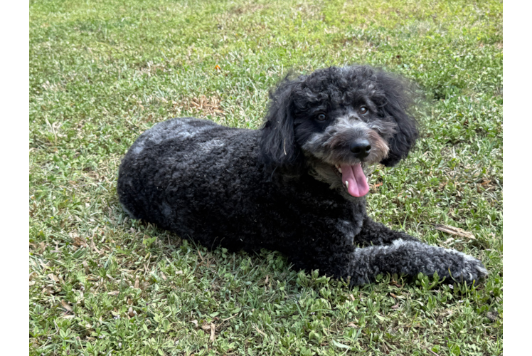 Best Mini Aussiedoodle Baby