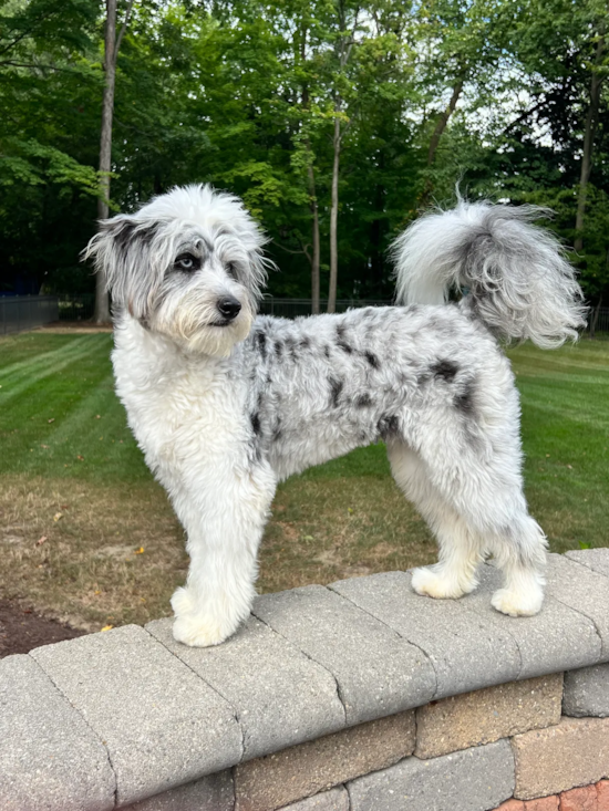 Mini Aussiedoodle