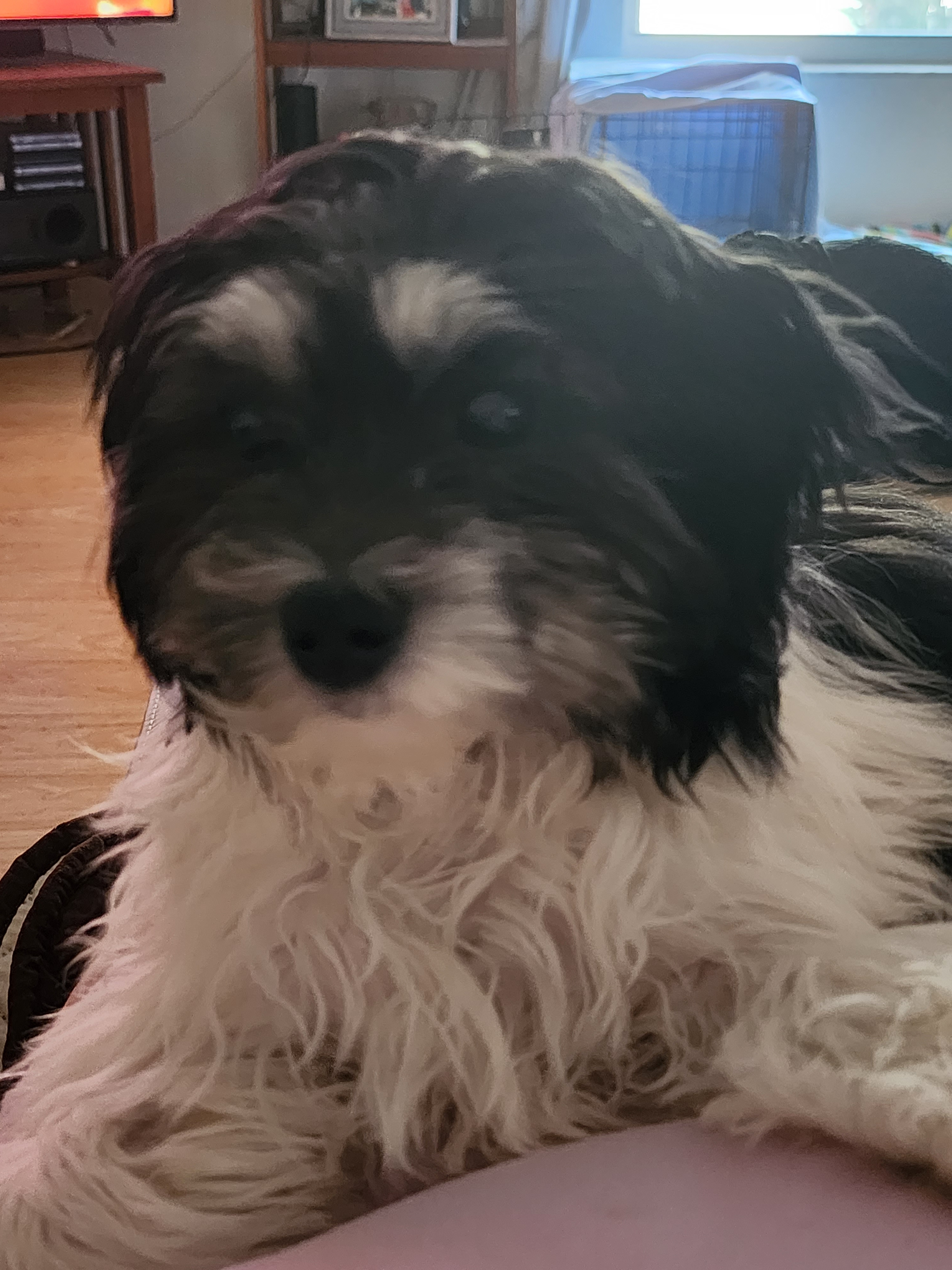 Best Shih Poo Baby