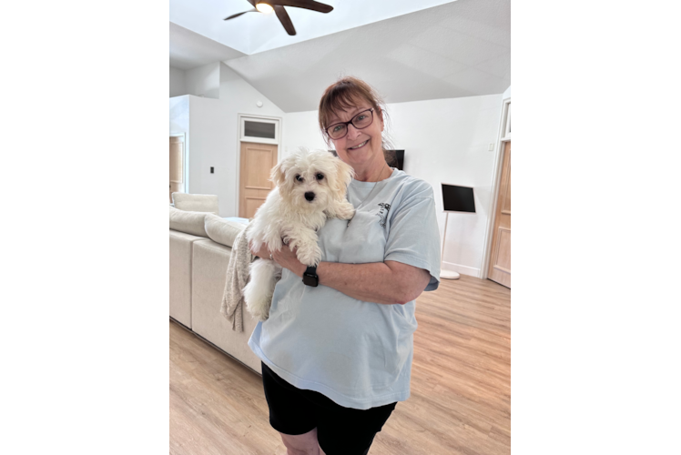 Playful Maltidoodle Poodle Mix Puppy