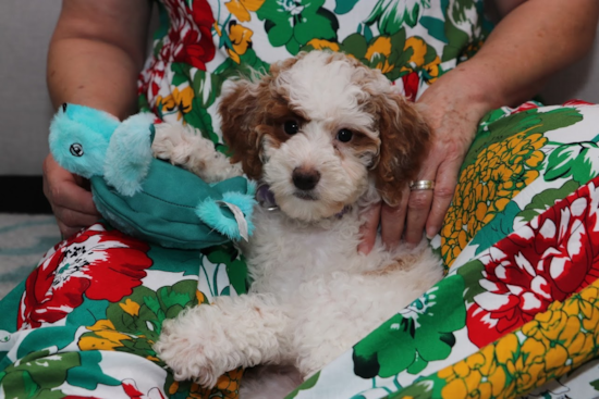 Mini Bernedoodle