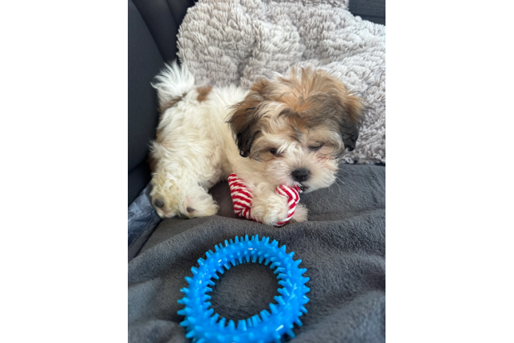 Energetic Shi Chon Designer Puppy