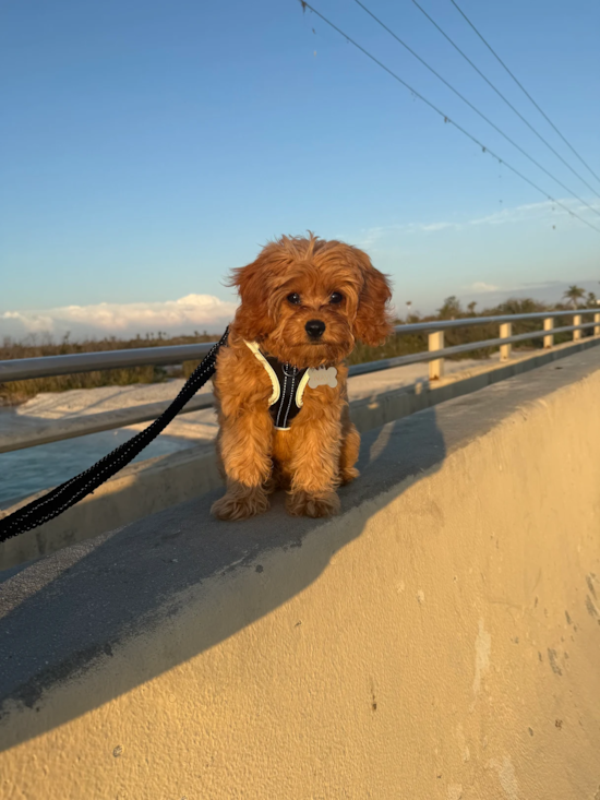 Cavapoo