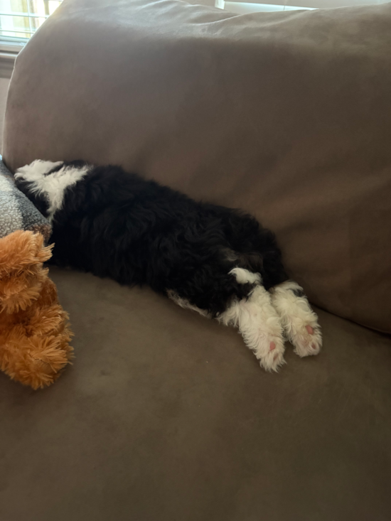 Mini Bernedoodle